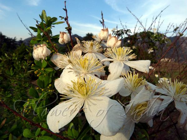 Anemone Clematis